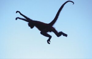 Macaco-aranha (Foto: Sérgio Pucci/The Nature Conservacy)
